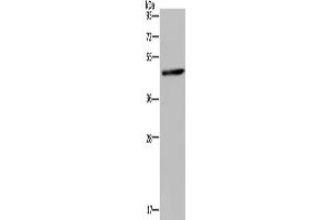 Western Blotting (WB) image for anti-Homer Homolog 1 (HOMER1) antibody (ABIN2430237) (HOMER1 anticorps)