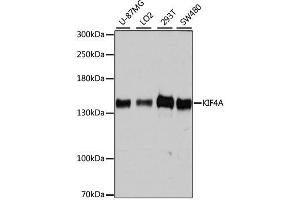 Western blot analysis of extracts of various cell lines, using KIF4A antibody.