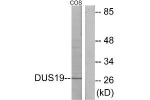 Western Blotting (WB) image for anti-Dual Specificity Phosphatase 19 (DUSP19) (Internal Region) antibody (ABIN1849828) (DUSP19 anticorps  (Internal Region))