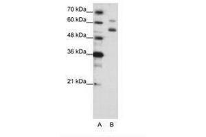 Image no. 2 for anti-WD Repeat Domain 4 (WDR4) (C-Term) antibody (ABIN203120)