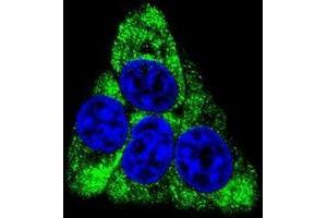 Confocal immunofluorescent analysis of BCKDHB Antibody (N-term)(Cat#AP50353PU-N) with Hela cell followed by Alexa Fluor 488-conjugated goat anti-rabbit lgG (green).