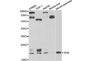 Western blot analysis of extracts of various cell lines, using AGA antibody (ABIN5973763) at 1/1000 dilution. (AGA anticorps)
