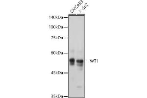 Western blot analysis of extracts of various cell lines, using WT1 antibody  at 1:1000 dilution. (WT1 anticorps)