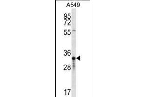 OR4F5 Antibody (N-term) (ABIN656254 and ABIN2845570) western blot analysis in A549 cell line lysates (35 μg/lane). (OR4F5 anticorps  (N-Term))