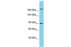 Western Blotting (WB) image for anti-Storkhead Box 2 (STOX2) (C-Term) antibody (ABIN2791141)