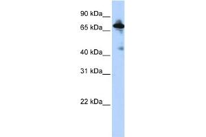 WB Suggested Anti-SLC9A8 Antibody Titration:  0. (NHE8 anticorps  (Middle Region))