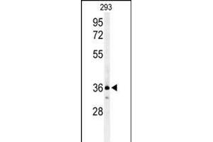 Western blot analysis of CCR1 Antibody (N-term) (ABIN651052 and ABIN2840048) in 293 cell line lysates (35 μg/lane).