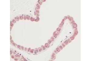 Image no. 1 for anti-Fibroblast Growth Factor 7 (FGF7) antibody (ABIN465624)