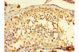 Immunohistochemistry of paraffin-embedded human testis tissue using ABIN7165534 at dilution of 1:100 (FAM71A anticorps  (AA 381-594))