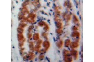 IHC-P analysis of Stomach tissue, with DAB staining. (MAEA anticorps  (AA 136-379))