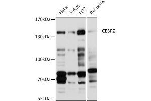 Western blot analysis of extracts of various cell lines, using CEBPZ antibody (ABIN7266162) at 1:1000 dilution.
