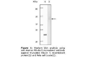 Image no. 2 for anti-Fibulin 5 (FBLN5) antibody (ABIN232102) (Fibulin 5 anticorps)