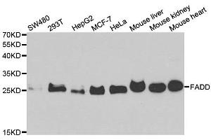 Western blot analysis of extracts of various cell lines, using FADD antibody. (FADD anticorps)
