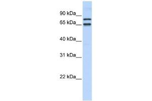 PHF20L1 antibody used at 0. (PHF20L1 anticorps  (N-Term))