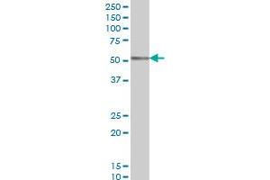 CORO1A monoclonal antibody (M01), clone 4G10 Western Blot analysis of CORO1A expression in K-562 .
