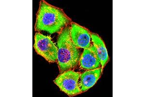 Immunofluorescence analysis of Hela cells using GRIK4 mouse mAb (green).