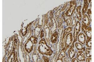ABIN6279256 at 1/100 staining Mouse kidney tissue by IHC-P. (CPXM2 anticorps)