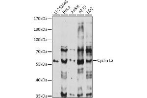 Western blot analysis of extracts of various cell lines, using Cyclin L2 antibody (ABIN7266571) at 1:1000 dilution.