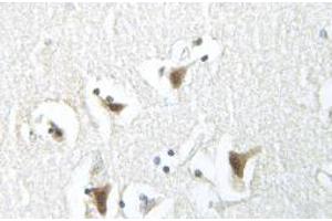 Image no. 2 for anti-Synuclein, alpha (SNCA) antibody (ABIN317944) (SNCA anticorps)
