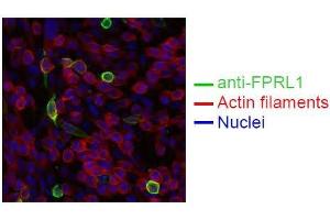Spectral Confocal Microscopy of CHO cells using GM1-D6. (FPR2 anticorps)
