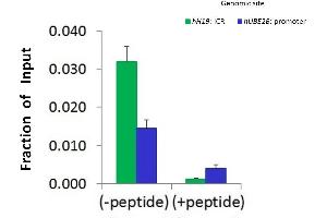 Chromatin Immunoprecipitation (ChIP) Using HIST2H2BF Antibody - N-terminal region (ARP56220_P050) and HCT116 Cells