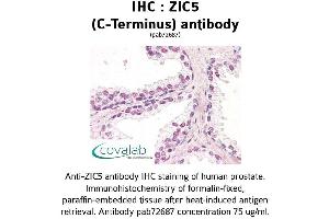 Image no. 1 for anti-Zinc Family Member 5 (ZIC5) (C-Term) antibody (ABIN1740919) (ZIC5 anticorps  (C-Term))