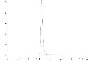 The purity of Human CD38 is greater than 95 % as determined by SEC-HPLC. (CD38 Protein (AA 43-300) (Fc Tag))