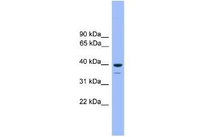 WB Suggested Anti-OR1C1 Antibody Titration: 1. (OR1C1 anticorps  (C-Term))