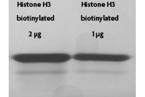 Recombinant Histone H3 biotinylated tested by SDS-PAGE gel. (Histone H3.2 (biotinylated), (full length), (N-Term), (truncated) Protéine)