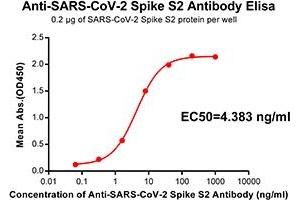 Elisa plate pre-coated by 2 μg/mL(100 μL/well) SARS-CoV-2 Spike S2 protein can bind Rabbit Anti-SARS-CoV-2 Spike S2 monoclonal antibody (clone:DM41) in a linear range of 0. (SARS-CoV-2 Spike anticorps)