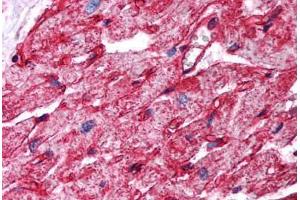 Human Heart (formalin-fixed, paraffin-embedded) stained with CAV1 antibody ABIN294089 at 2. (Caveolin-1 anticorps  (AA 73-84))