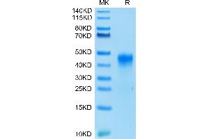 Biotinylated Human FOLR1 on Tris-Bis PAGE under reduced condition.