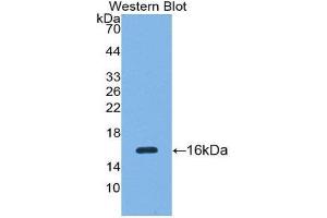 Western Blotting (WB) image for anti-Secreted Frizzled-Related Protein 5 (SFRP5) (AA 48-165) antibody (ABIN3204899) (SFRP5 anticorps  (AA 48-165))