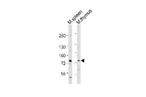 All lanes : Anti-Melk Antibody (Center) at 1:1000 dilution Lane 1: mouse spleen lysates Lane 2: mouse thymus lysates Lysates/proteins at 20 μg per lane. (MELK anticorps  (AA 381-415))