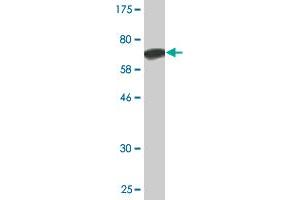Western Blot detection against Immunogen (68. (ANGPTL5 anticorps  (AA 1-388))