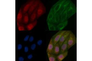 PUF60 Mouse Monoclonal Antibody staining Hela cells by IF/ICC. (PUF60 anticorps)