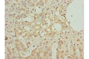 Immunohistochemistry of paraffin-embedded human adrenal gland tissue using ABIN7161608 at dilution of 1:100 (NINL anticorps  (AA 1-190))