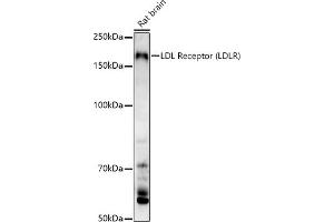 Western blot analysis of extracts of Rat brain, using LDL Receptor (LDLR) antibody (ABIN7268296) at 1:1000 dilution. (LDLR anticorps  (C-Term))