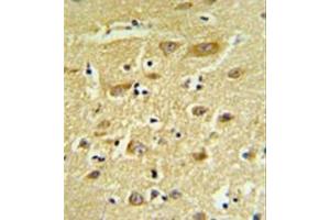 Immunohistochemistry analysis in formalin fixed and paraffin embedded human brain tissue reacted with  HIAT1 Antibody (C-term) followed which was peroxidase conjugated to the secondary antibody and followed by DAB staining.