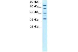 CDK7 antibody (20R-1296) used at 0.