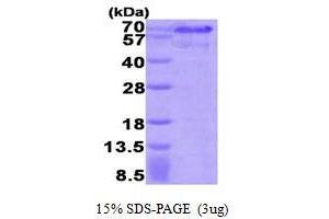 SDS-PAGE (SDS) image for Hexamethylene Bis-Acetamide Inducible 1 (HEXIM1) (AA 1-359) protein (His tag) (ABIN668055)