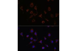 Immunofluorescence analysis of L929 cells using NFS1 Rabbit pAb (ABIN6130225, ABIN6144595, ABIN6144597 and ABIN6222373) at dilution of 1:100 (40x lens). (NFS1 anticorps  (AA 208-457))
