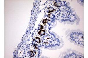 Immunohistochemistry (IHC) image for anti-Iododeoxyuridine (IdU) antibody (ABIN2669973) (IdU anticorps)