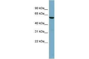 WB Suggested Anti-FUCA1  Antibody Titration: 0. (FUCA1 anticorps  (Middle Region))