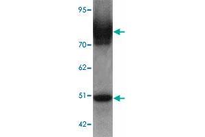 Western blot analysis of SLC39A6 in mouse lung tissue lysate with SLC39A6 polyclonal antibody  at 1 ug/mL. (SLC39A6 anticorps  (Internal Region))