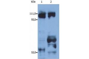 Image no. 1 for anti-Kinesin Family Member 5B (KIF5B) (AA 331-906) antibody (ABIN238341) (KIF5B anticorps  (AA 331-906))