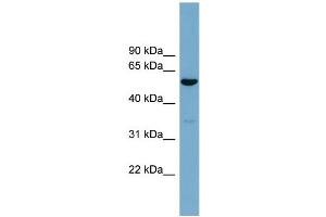 WB Suggested Anti-ACTR10  Antibody Titration: 0. (ACTR10 anticorps  (Middle Region))