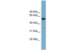 WB Suggested Anti-ACTR10  Antibody Titration: 0. (ACTR10 anticorps  (Middle Region))
