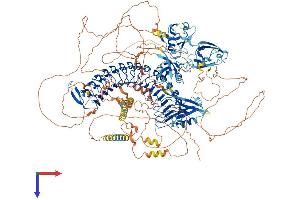 AlphaFold protein structure predicition of Mouse Recombinant Scrib Protein, UniprotID Q80U72