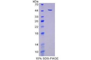 SDS-PAGE (SDS) image for Sialidase 1 (Lysosomal Sialidase) (NEU1) (AA 47-415) protein (His tag,SUMO Tag) (ABIN1170988)